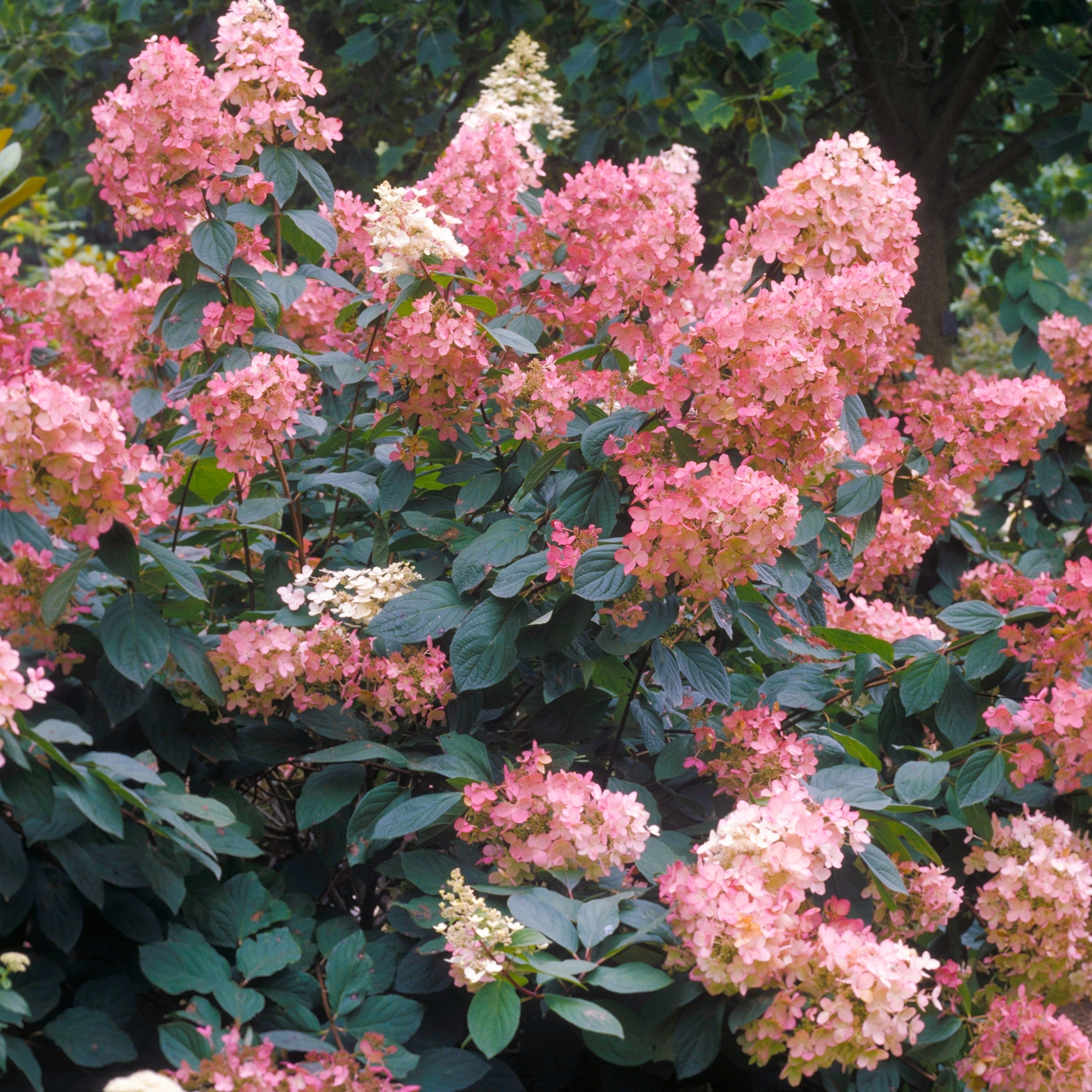 Hydrangea paniculata 'Pink Diamond'